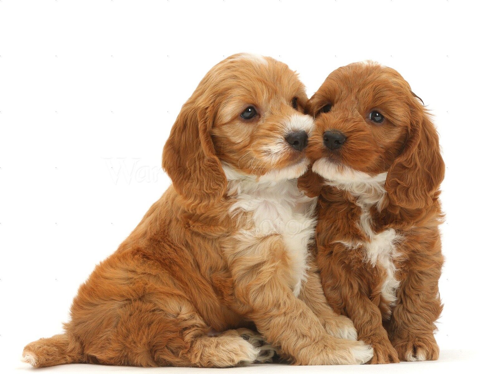 Cockapoo puppies