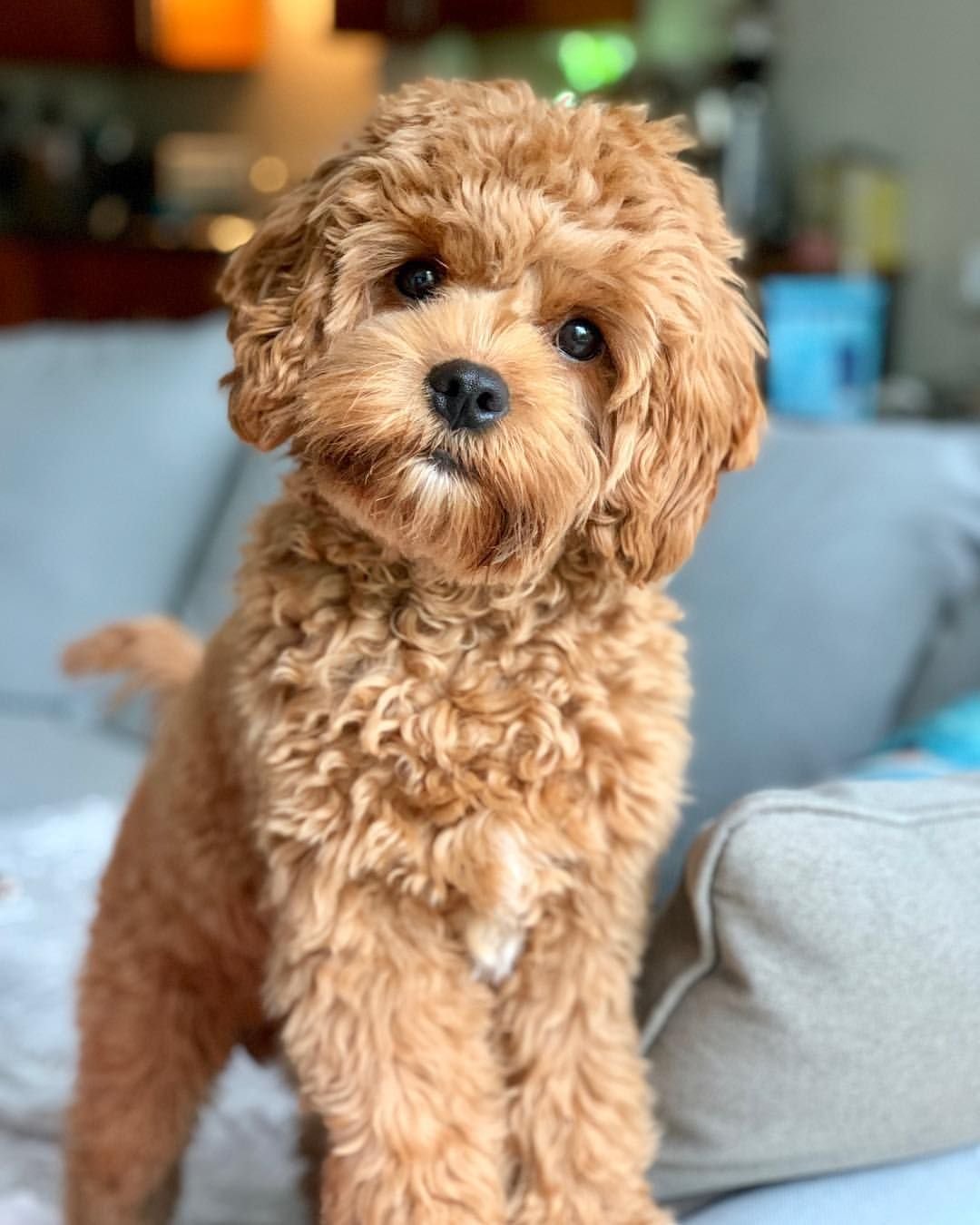 Cavapoo Puppies For Sale