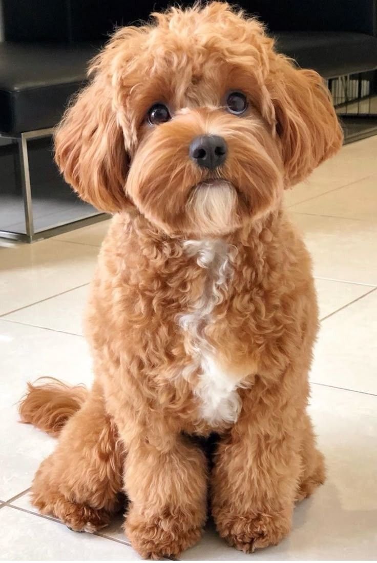 Cockapoo Puppy For Sale