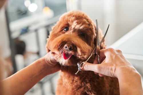 Essential Grooming Tips for Your Hypoallergenic Doodle Puppy