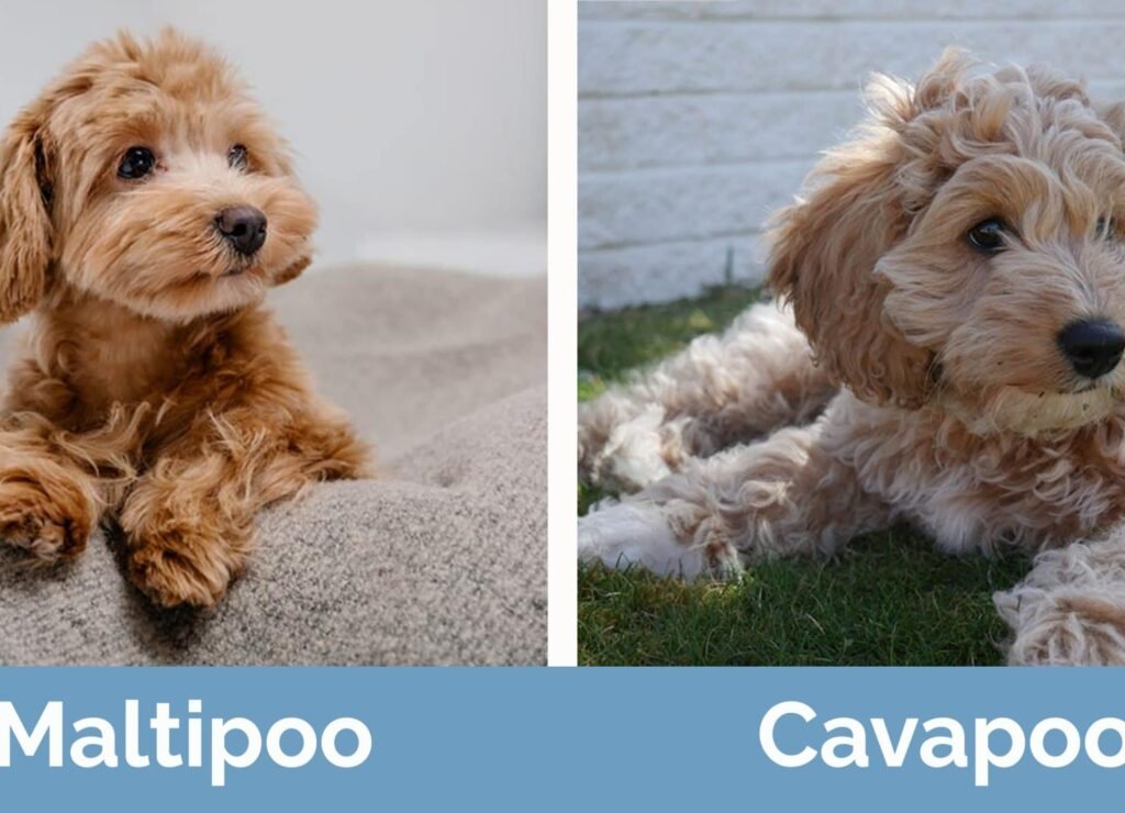 Cavapoo vs Maltipoo: Which Dog Is Right for You?