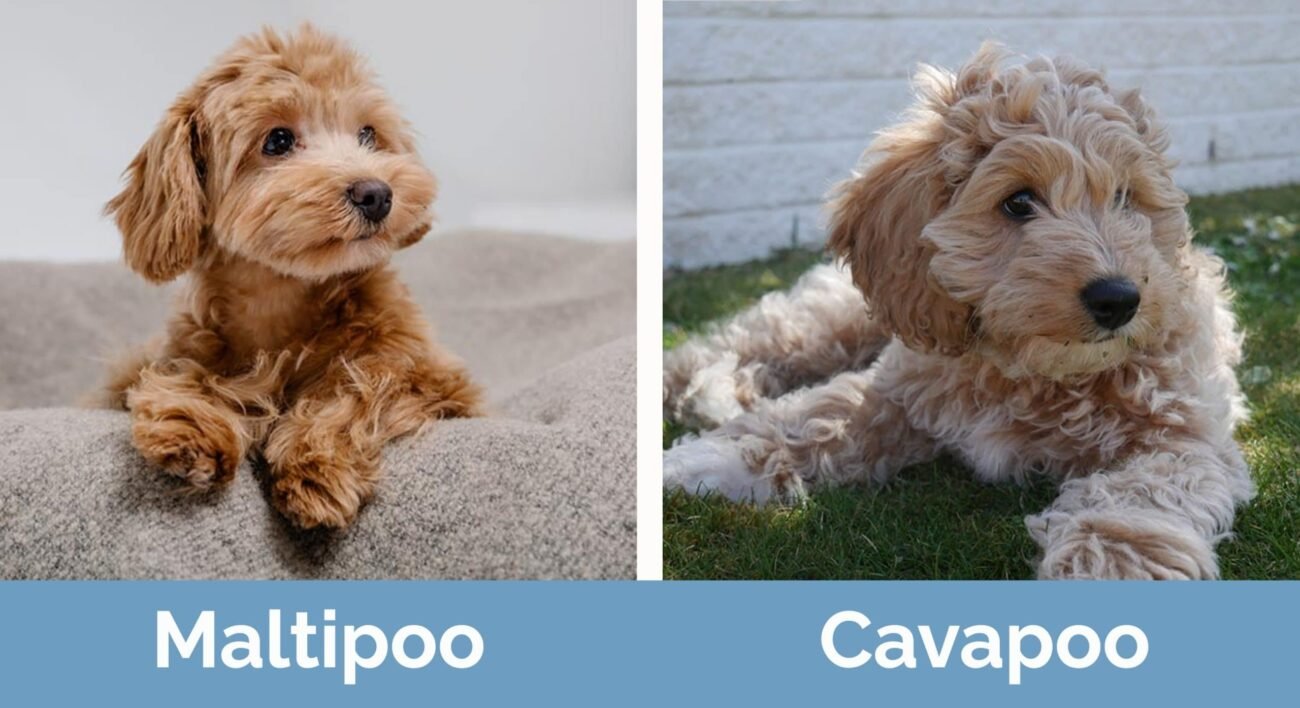 Cavapoo vs Maltipoo: Which Dog Is Right for You?