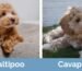 Cavapoo vs Maltipoo: Which Dog Is Right for You?