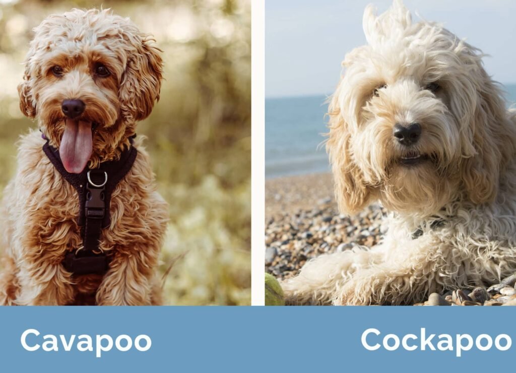 Cockapoo vs Cavapoo: Differences Every Owner Should Know