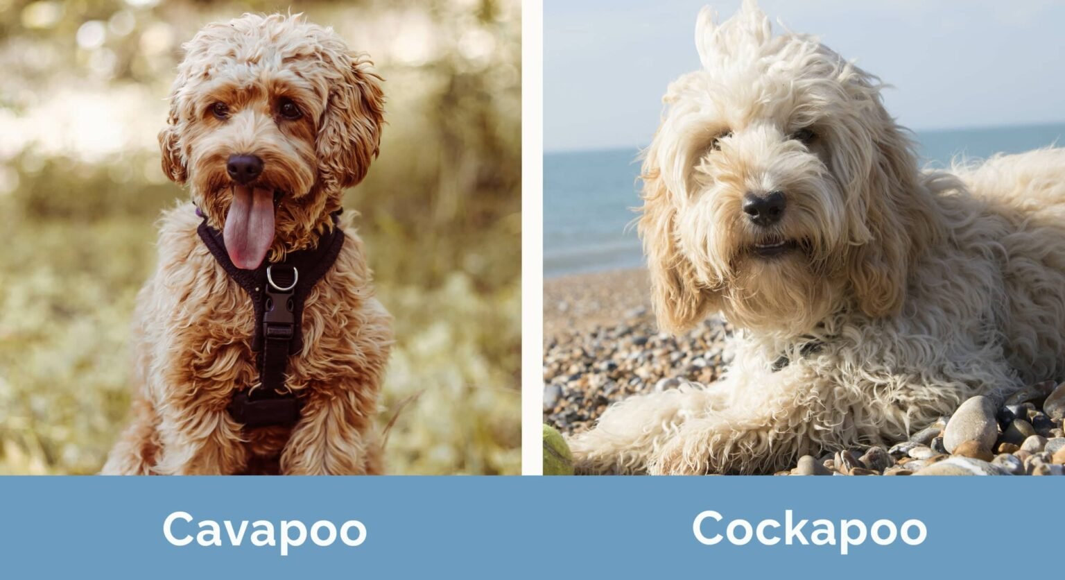 Cockapoo vs Cavapoo: Differences Every Owner Should Know ...