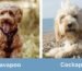 Cockapoo vs Cavapoo: Differences Every Owner Should Know