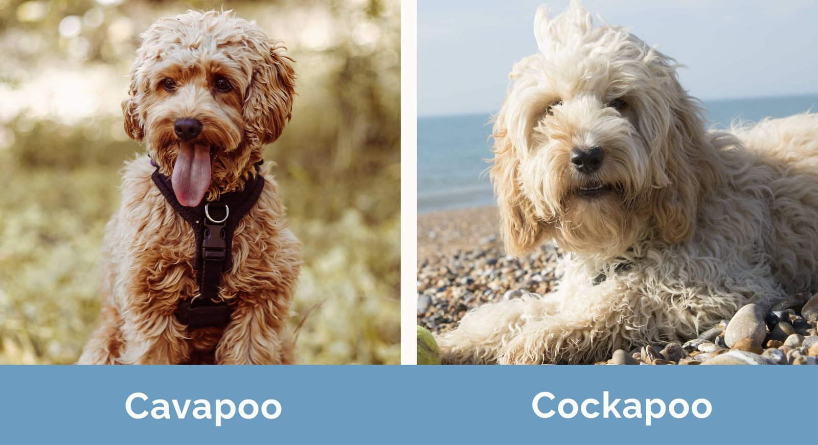 Cockapoo vs Cavapoo: Differences Every Owner Should Know