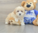 Maltipoo Puppies for sale near me