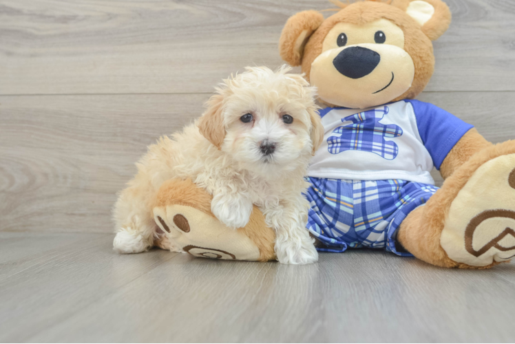 Maltipoo Puppies for sale near me